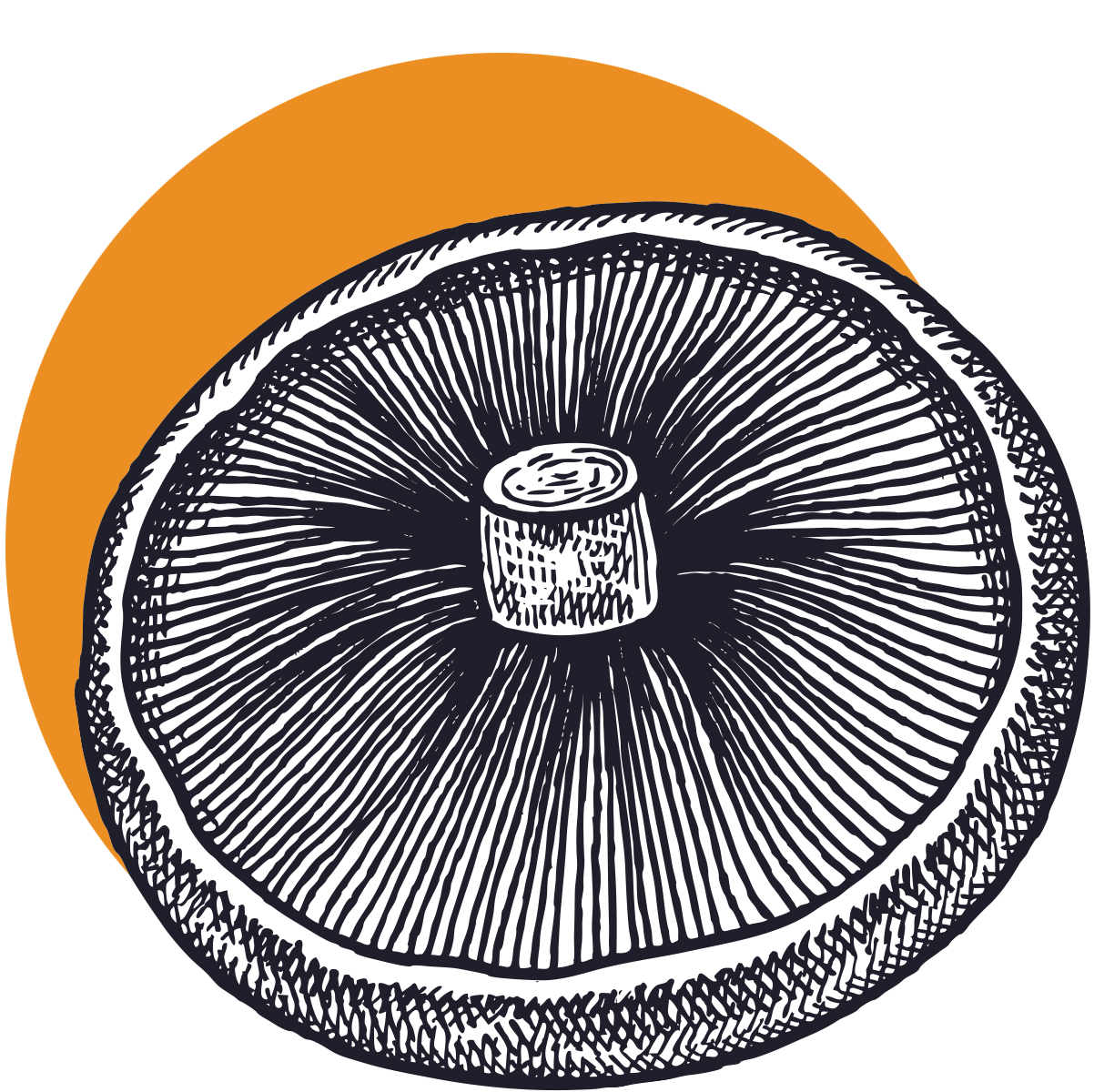 Portabella mushroom